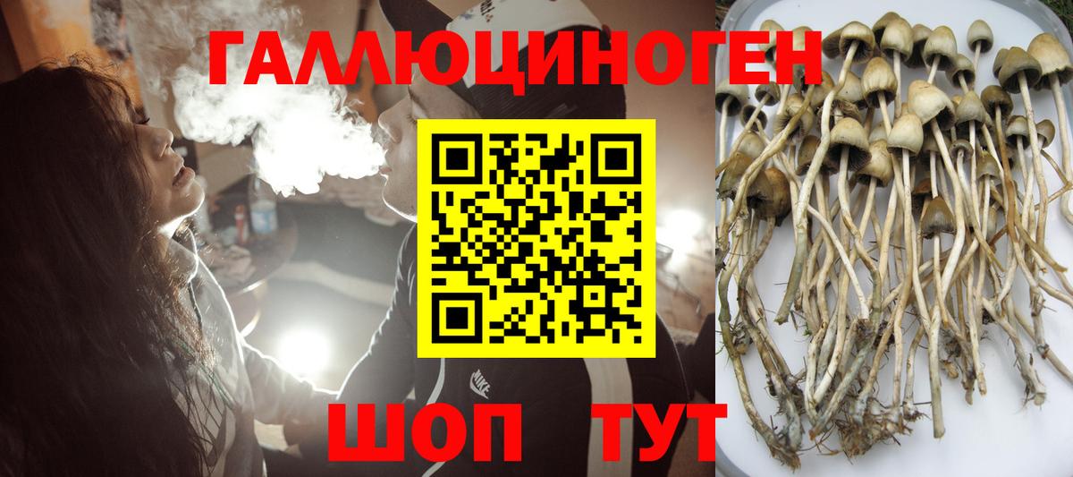 Галлюциногенные грибы Cubensis Гатчина